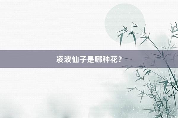 凌波仙子是哪种花？